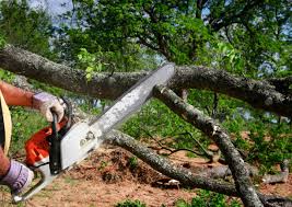 Seasonal Cleanup (Spring/Fall) in Independence, MN